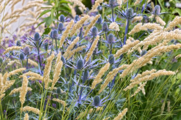 Eryngium x zabelii Big Blue, Zabels Mannstreu