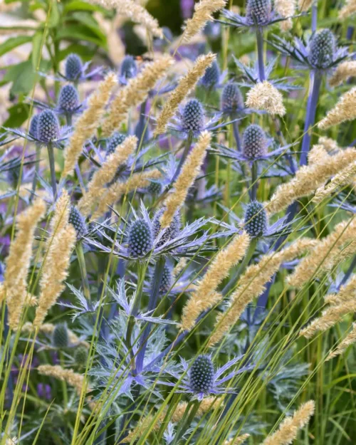 Eryngium x zabelii Big Blue, Zabels Mannstreu