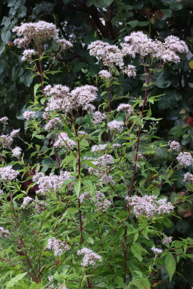 Eupatorium cannabinum, Wasserdost