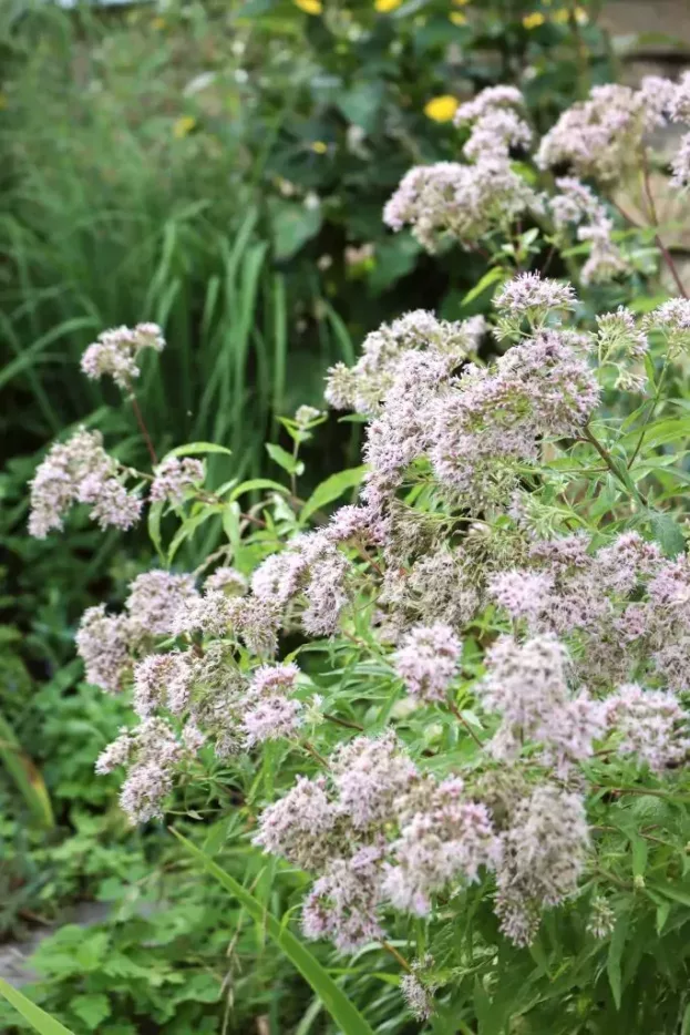 Eupatorium cannabinum, Echter Wasserdost