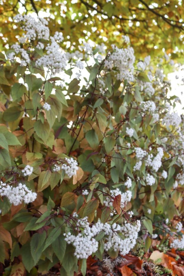 Eupatorium rugosum 'Chocolate', Dunkelblättriger Wasserdost