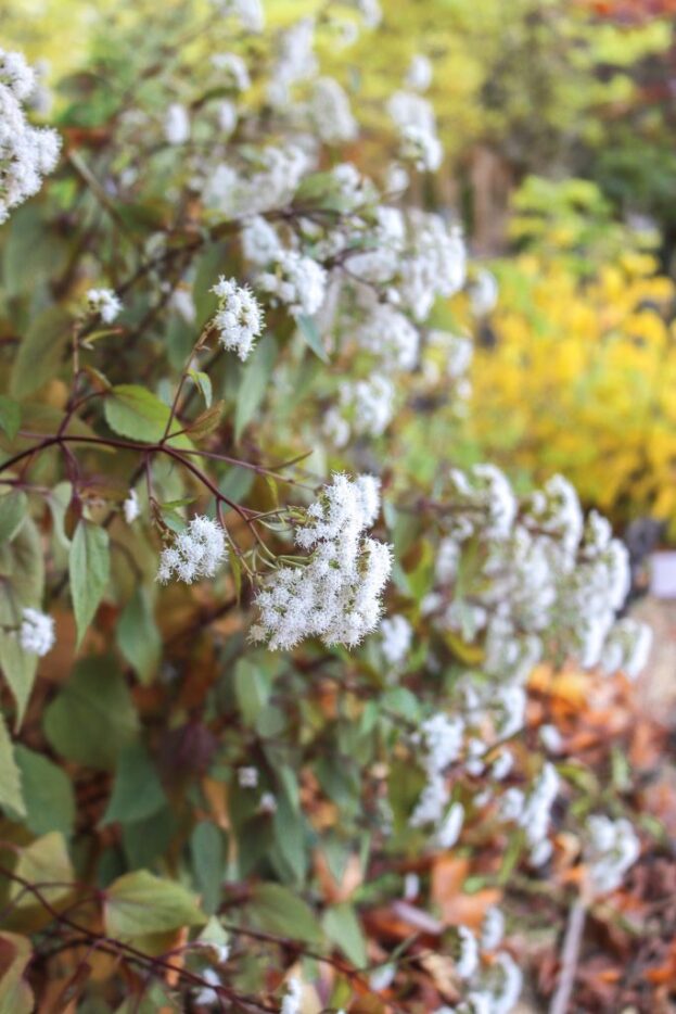 Eupatorium rugosum 'Chocolate', Dunkelblättriger Wasserdost