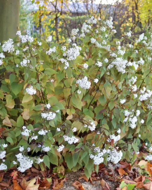 Eupatorium rugosum 'Chocolate', Dunkelblättriger Wasserdost