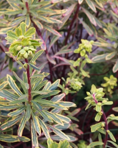 Euphorbia x martinii 'Ascot Rainbow'