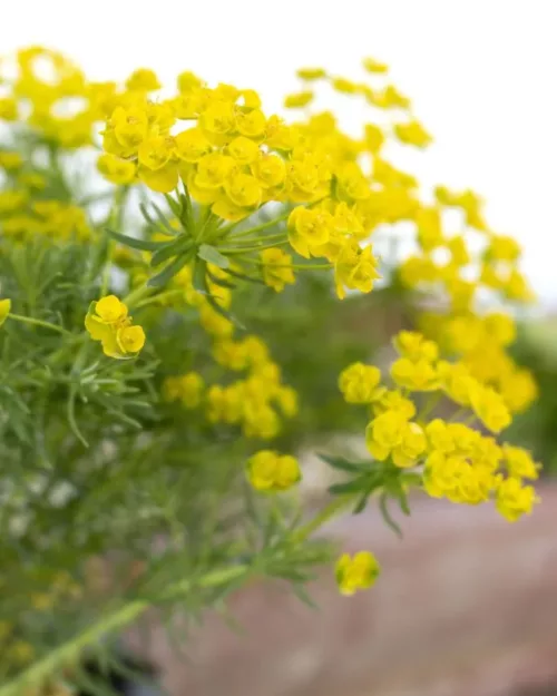 Euphorbia x gayeri 'Betten' - Große Zypressen-Wolfsmilch