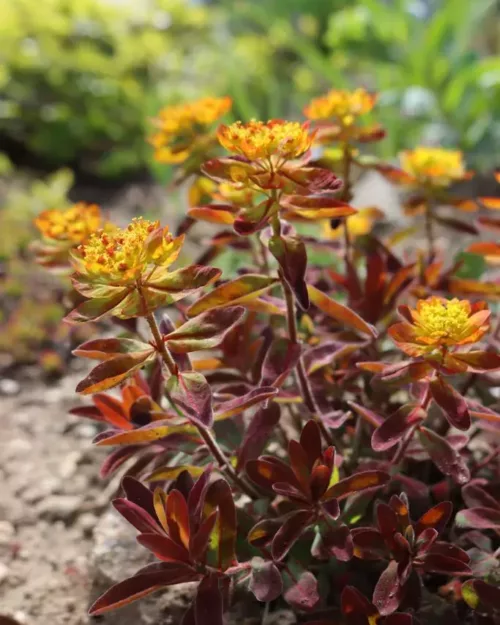 Euphorbia epithymoides 'Bonfire' - Gold-Wolfsmilch