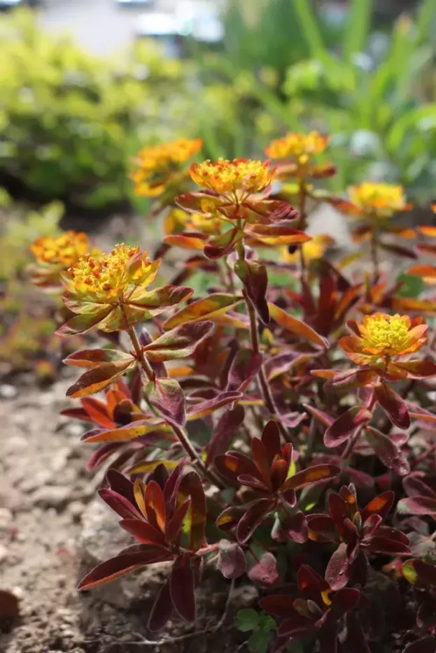 Euphorbia epithymoides 'Bonfire' - Gold-Wolfsmilch