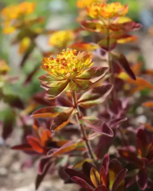 Euphorbia epithymoides 'Bonfire' - Gold-Wolfsmilch