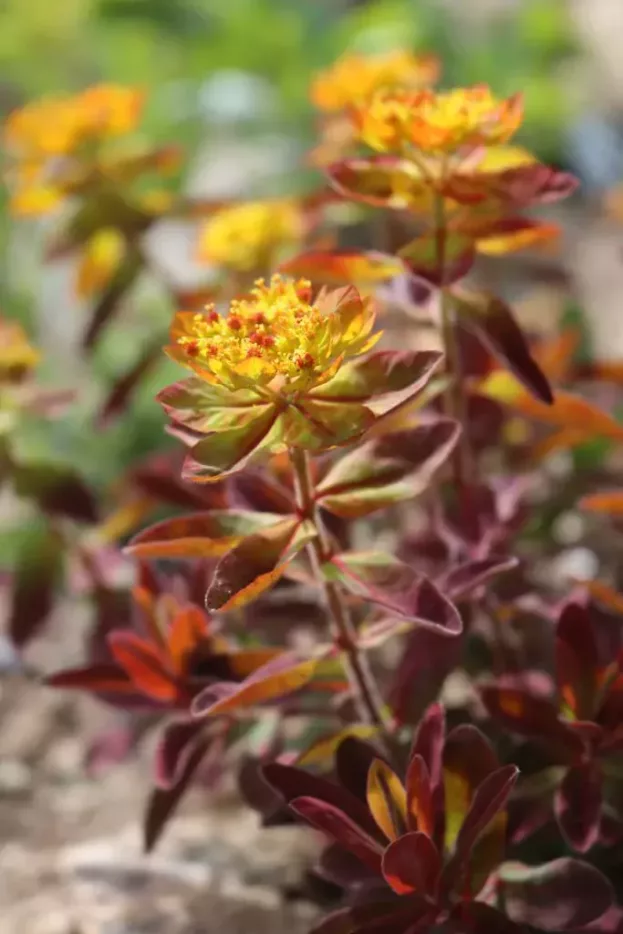 Euphorbia epithymoides 'Bonfire' - Gold-Wolfsmilch