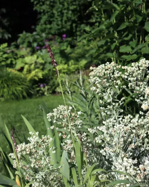 Euphorbia 'Silver Swan' - Weißblättrige Mittelmeer-Wolfsmilch