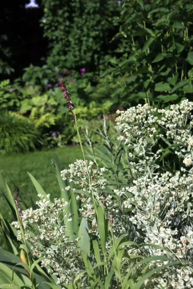 Euphorbia 'Silver Swan' - Weißblättrige Mittelmeer-Wolfsmilch