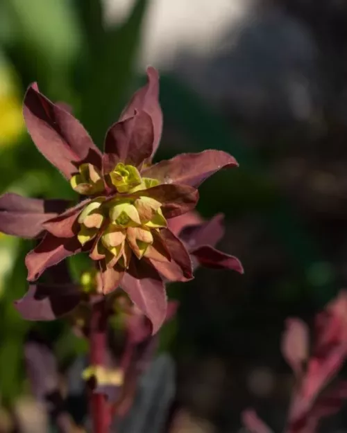 Euphorbia amygdaloides 'Purpurea', Rote Mandelblättrige Wolfsmilch