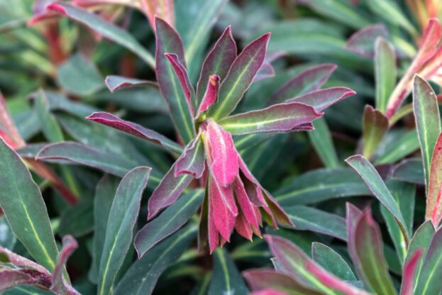 Euphorbia amygdaloides 'Purpurea', Rote Mandelblättrige Wolfsmilch