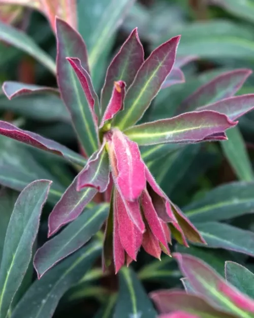 Euphorbia amygdaloides 'Purpurea', Rote Mandelblättrige Wolfsmilch