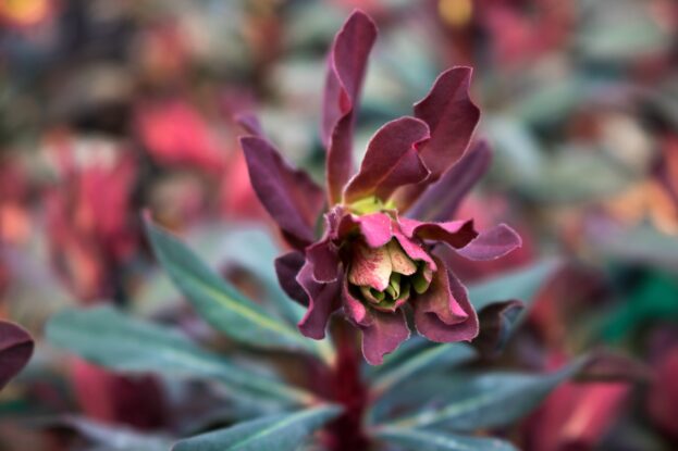 Euphorbia amygdaloides 'Purpurea', Rote Mandelblättrige Wolfsmilch