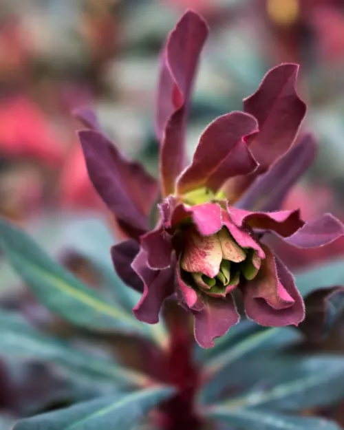 Euphorbia amygdaloides 'Purpurea', Rote Mandelblättrige Wolfsmilch