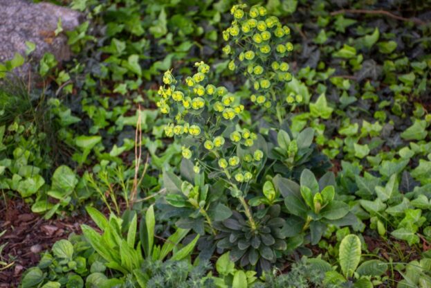 Euphorbia amygdaloides var. robbiae, Mandelblättrige Wolfsmich