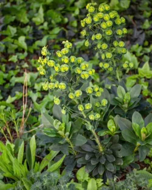 Euphorbia amygdaloides var. robbiae, Mandelblättrige Wolfsmich