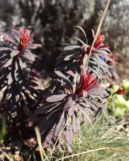 Euphorbia amygdaloides 'Purpurea', Rote Mandelblättrige Wolfsmilch