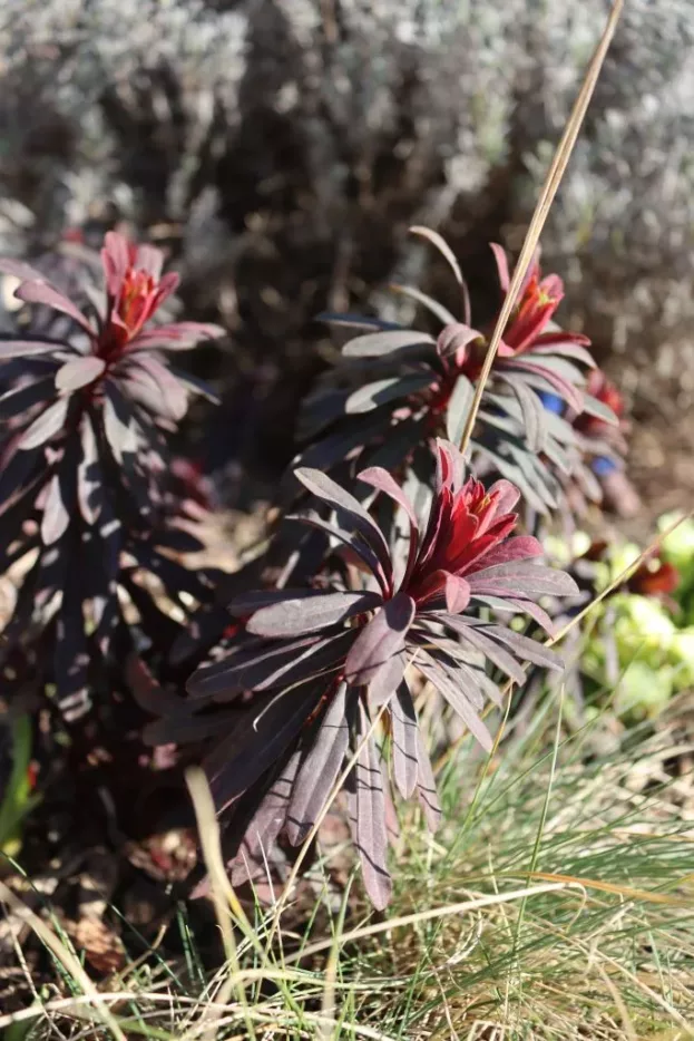 Euphorbia amygdaloides 'Purpurea', Rote Mandelblättrige Wolfsmilch