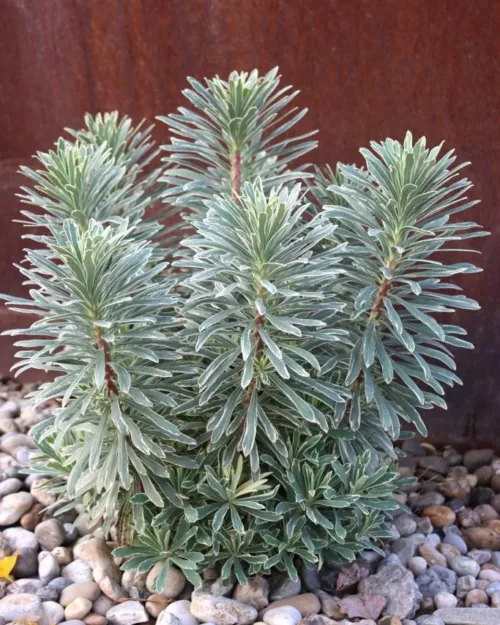 Euphorbia characias 'Silver Swan', Palisaden-Wolfsmilch