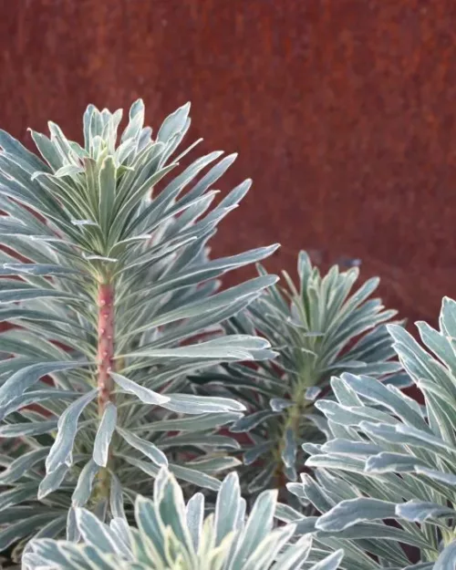 Euphorbia characias 'Silver Swan', Palisaden-Wolfsmilch