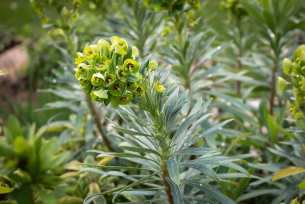 Euphorbia characias 'Black Pearl'