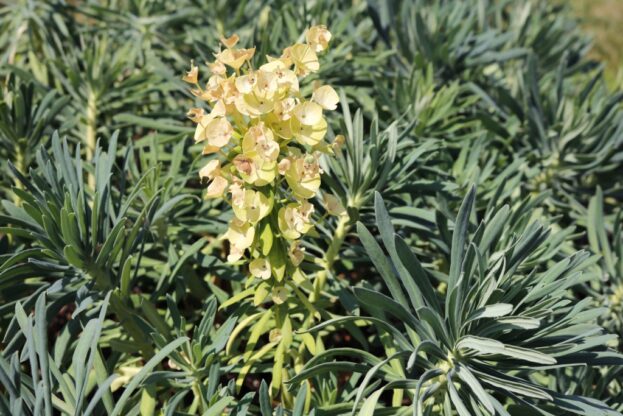 Euphorbia characias wulfenii, Mittelmeer-Wolfsmilch