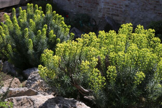 Euphorbia wulfenii - Palisaden-Wolfsmilch