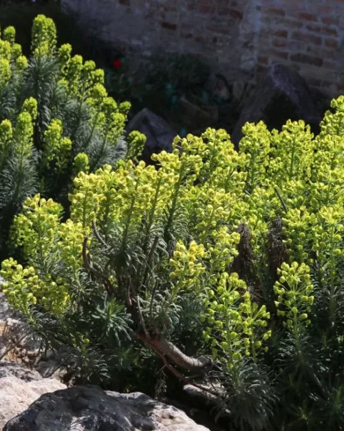 Euphorbia wulfenii - Palisaden-Wolfsmilch