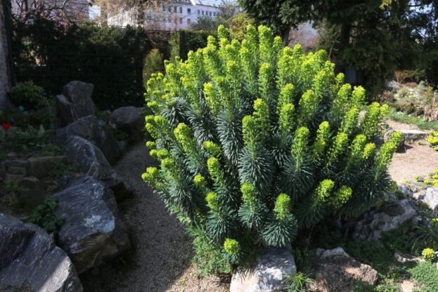 Euphorbia wulfenii - Palisaden-Wolfsmilch