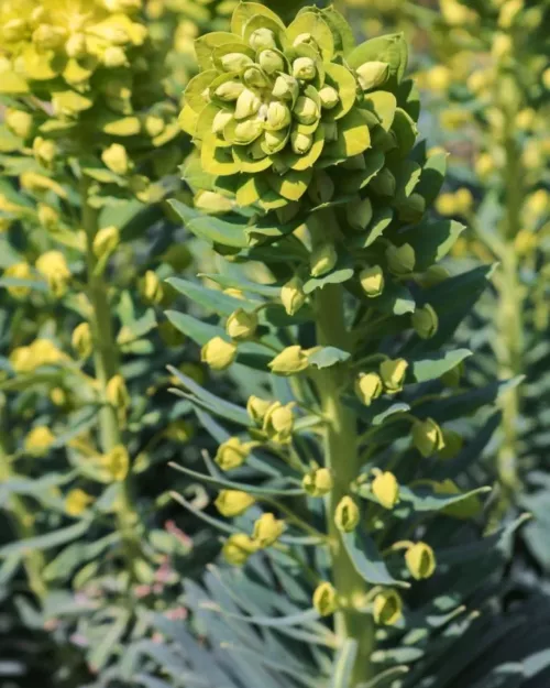 Euphorbia wulfenii - Palisaden-Wolfsmilch