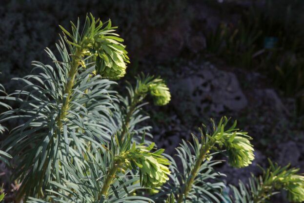 Euphorbia wulfenii - Palisaden-Wolfsmilch