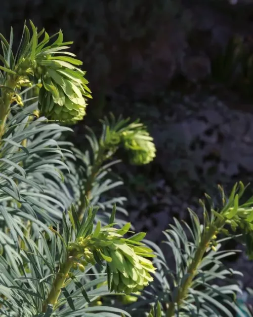 Euphorbia wulfenii - Palisaden-Wolfsmilch