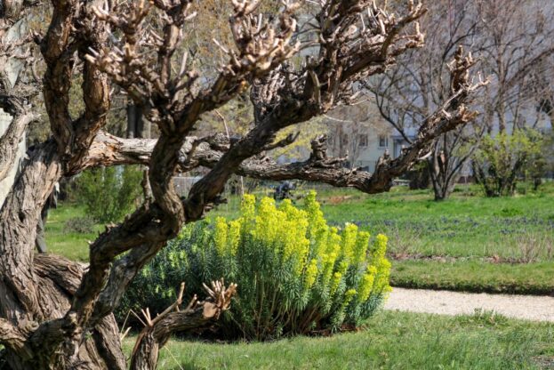 Euphorbia characias wulfenii, Mittelmeer-Wolfsmilch
