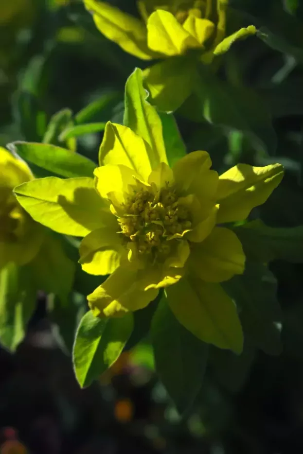 Euphorbia epithymoides - Gold-Wolfsmilch