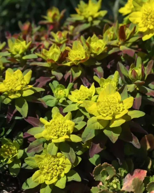 Euphorbia epithymoides 'Bonfire' - Gold-Wolfsmilch