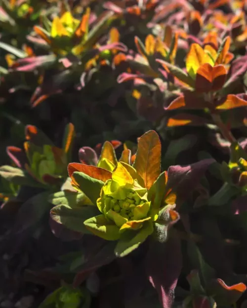 Euphorbia epithymoides 'Bonfire' - Gold-Wolfsmilch