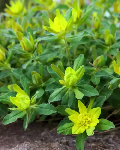 Euphorbia epithymoides - Gold-Wolfsmilch