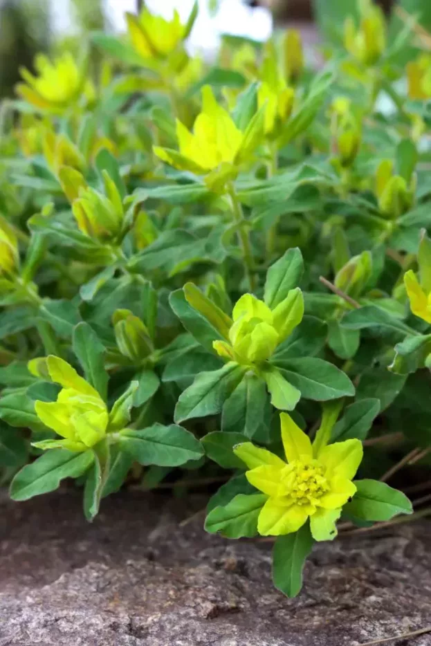 Euphorbia epithymoides - Gold-Wolfsmilch