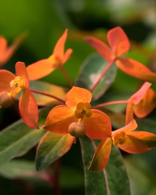 Euphorbia griffithii 'Fireglow', Himalaya-Wolfsmilch