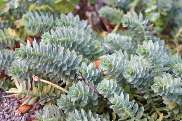 Euphorbia myrsinites, Walzen-Wolfsmilch