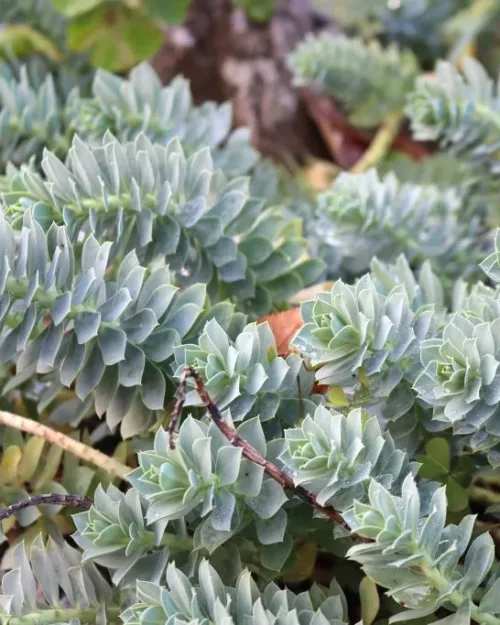 Euphorbia myrsinites, Walzen-Wolfsmilch
