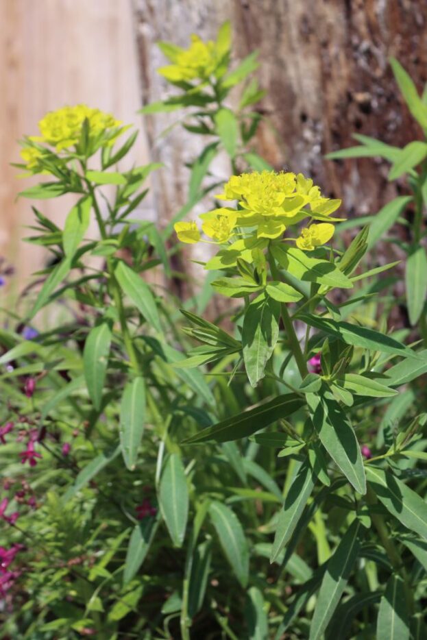 Euphorbia palustris, Sumpf-Wolfsmilch