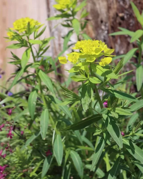 Euphorbia palustris, Sumpf-Wolfsmilch