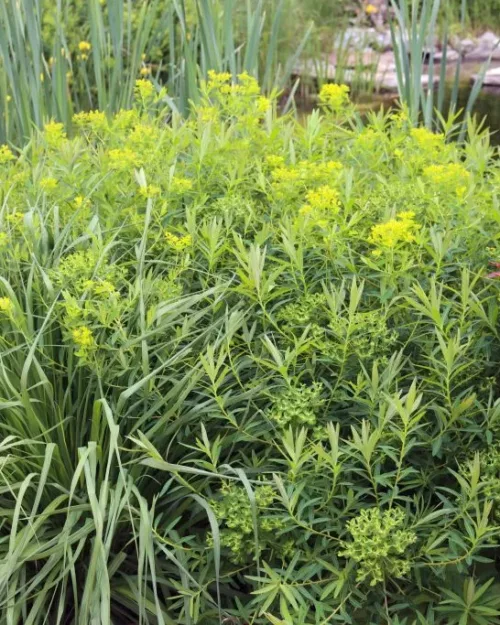 Euphorbia palustris, Sumpf-Wolfsmilch