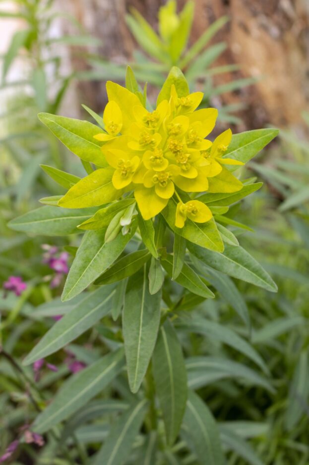Euphorbia palustris, Sumpf-Wolfsmilch