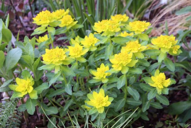 Euphorbia epithymoides (polychroma) - Gold-Wolfsmilch