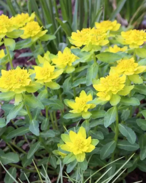 Euphorbia epithymoides (polychroma) - Gold-Wolfsmilch