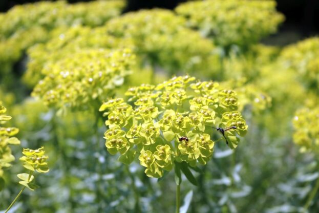 Euphorbia seguieriana ssp. niciciana, Steppen-Wolfsmilch